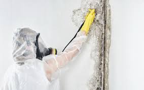 Best HVAC Mold Inspection and Cleaning  in Brookhaven, GA